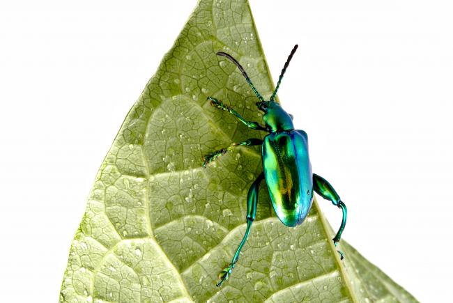 La chrysomèle grenouille, ou Sagra femorata, fait partie des nombreuses espèces qui seront présentées dans le nouvel Insectarium