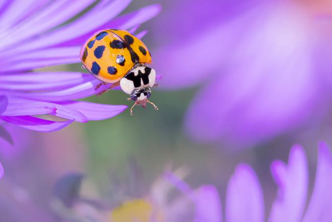 Coccinelle asiatique (Harmonia axyridis)