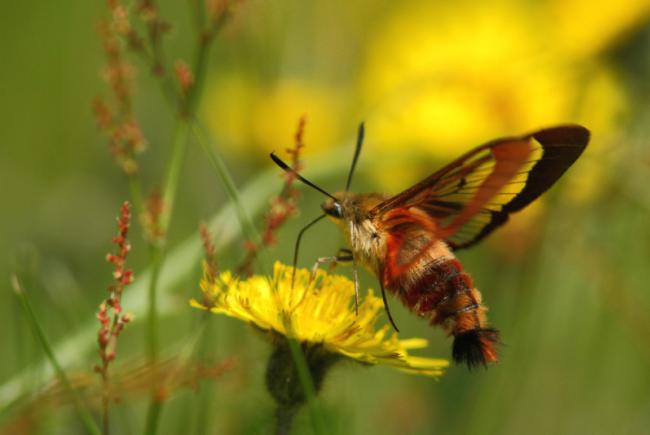 Hemaris thysbe / Sphinx colibri