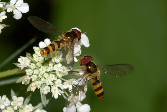 Les petits syrphes au corps métallique et élancé sont communs sur les fleurs de nos jardins.