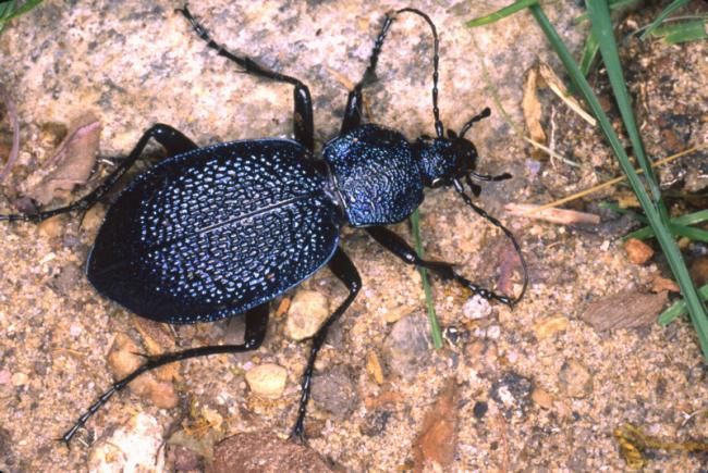 Carabus syriacus syriacus / Carabe