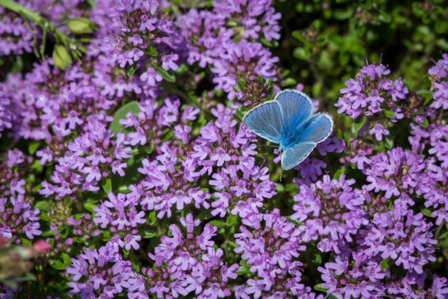 Polyommatus icarus