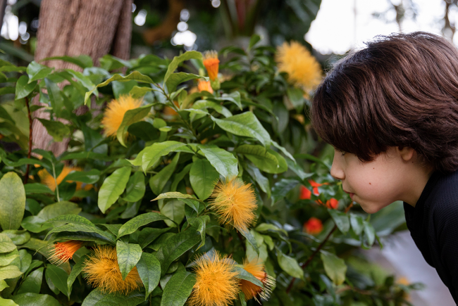 Se réchauffer dans les serres du Jardin botanique.
