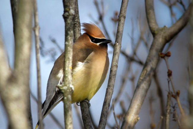 Jaseur d'Amérique (Bombycilla cedrorum)
