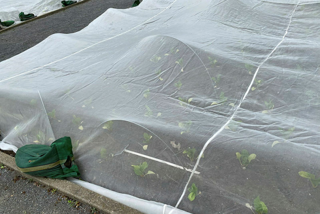 Jardin nourricier du Jardin botanique