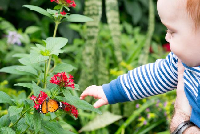 Bébé en visite à Papillons en liberté