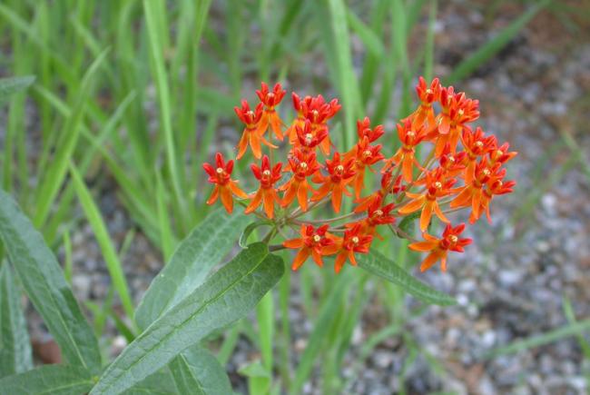 Asclépiade tubéreuse (Asclepias tuberosa)