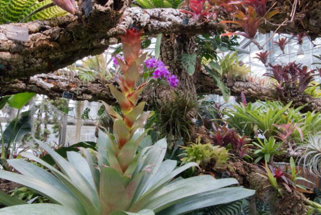 Alcantarea imperialis - étapes de la floraison - 2017-04-06
