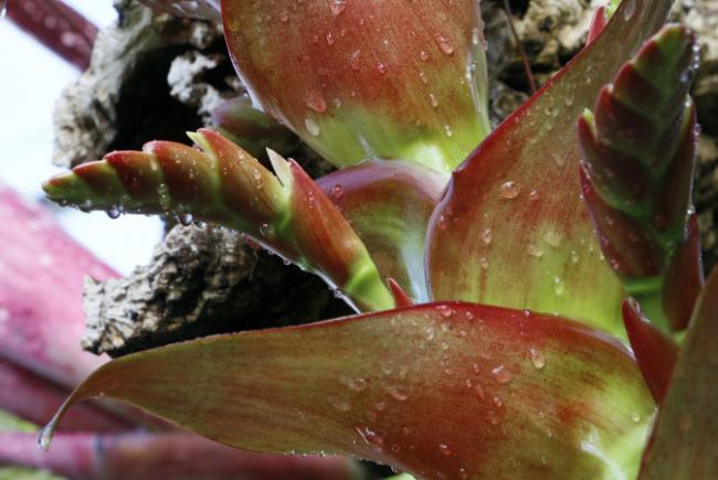 Alcantarea imperialis - flowering stages - 2017-04-14