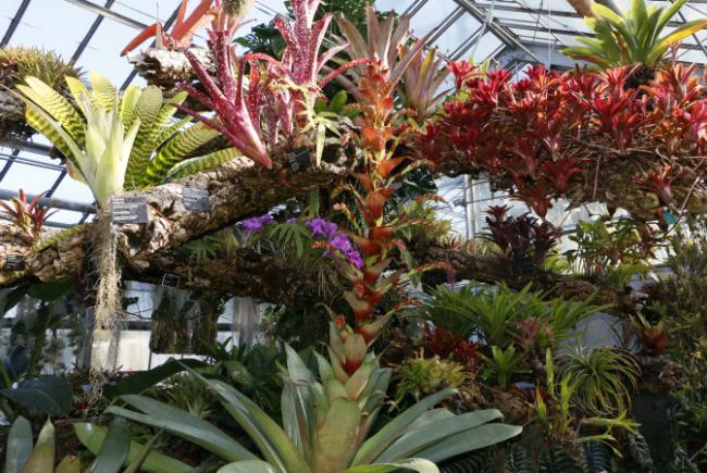 Alcantarea imperialis - flowering stages - 2017-04-18