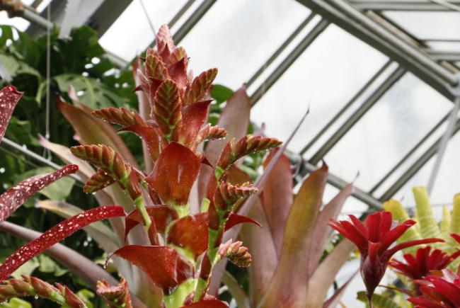 Alcantarea imperialis - flowering stages - 2017-04-24
