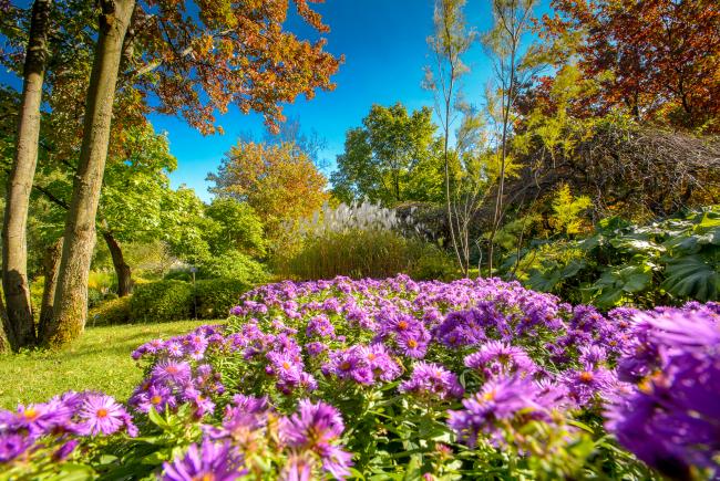 Asters at the Jardin botanique.