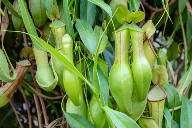Nepenthes alata