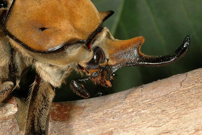 Megasoma elephas (male) - Costa Rica