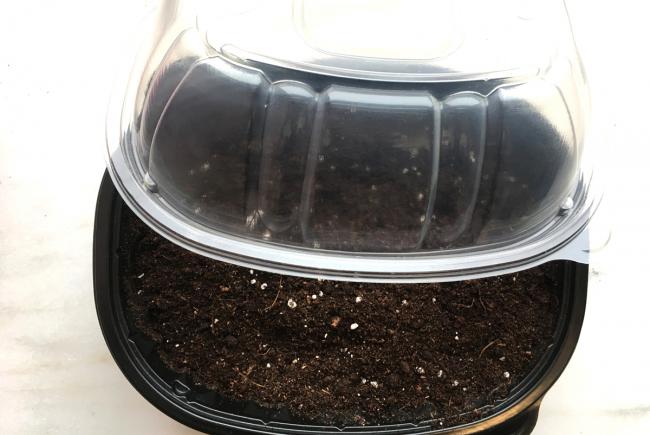 Mini-greenhouse