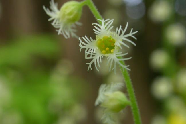 Two-leaved mitrewort (Mitella diphylla)