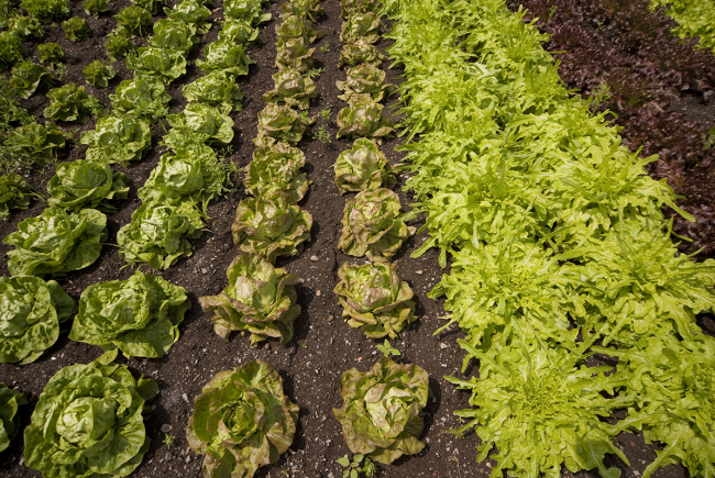 Jardin nourricier du Jardin botanique