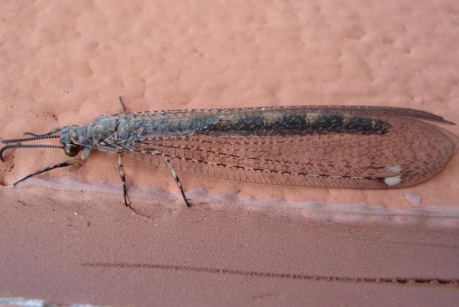 Myrmeleon immaculatus