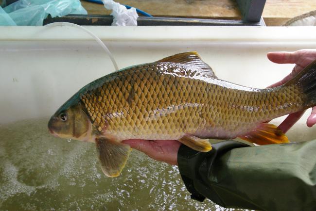 Copper redhorse (Moxostoma hubbsi)