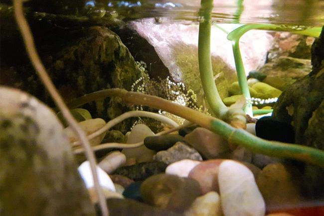 The first clutch of eggs. 