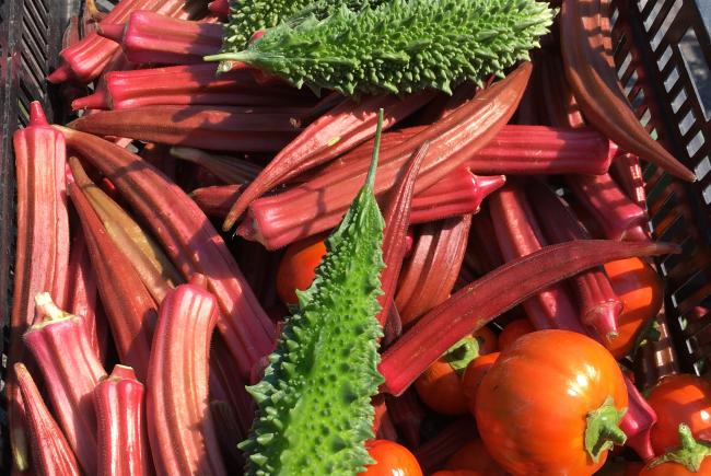 Okra, bitter gourd and scarlet eggplant ‘Turkish Orange’ 
