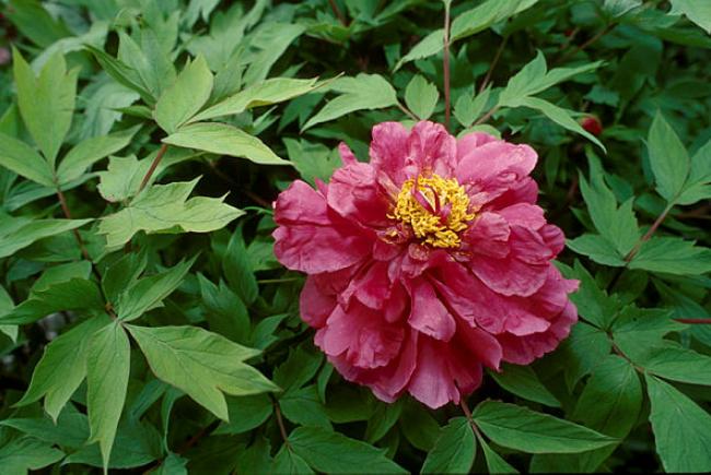 Tree peony (Paeonia suffruticosa)