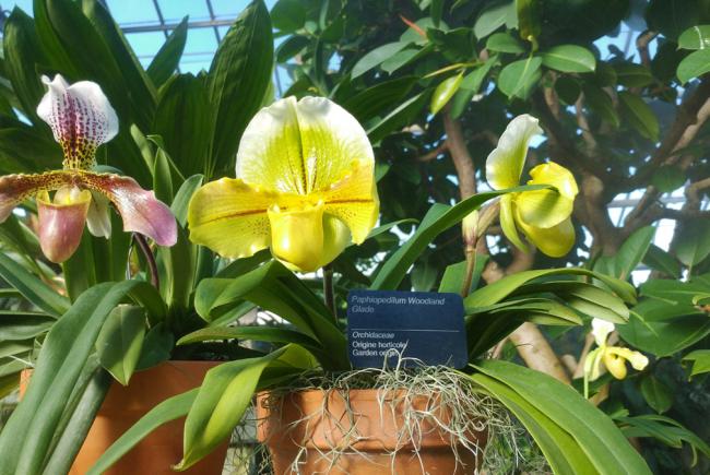 Paphiopedilum Woodland Glade