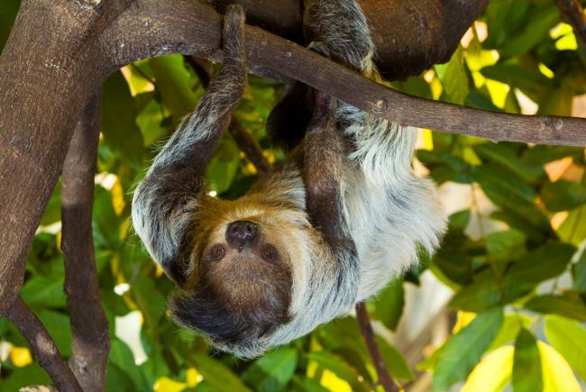 Sloth