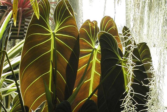 Philodendron melanochrysum © Jardin botanique de Montréal (Gilles Murray)
