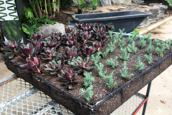 Assembly of vegetated boxes in a greenhouse.
