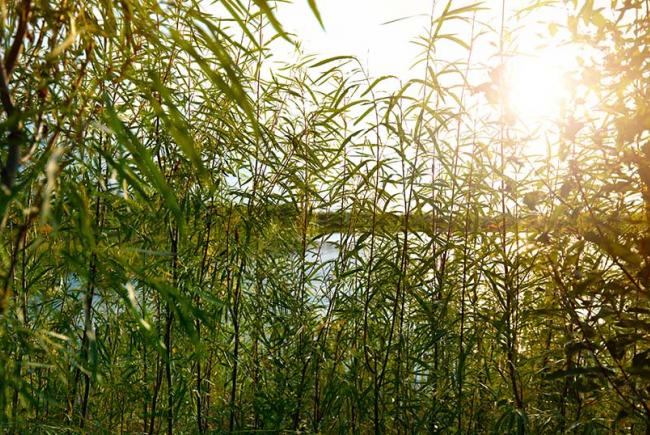 Willows growing on the banks of water-retention marshes at tar sand extraction sites, Alberta.