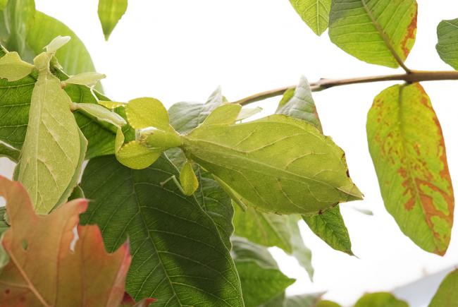 Phyllium letiranti, une des espèces capables de se reproduire par la reproduction sexuée et la parthénogenèse.
