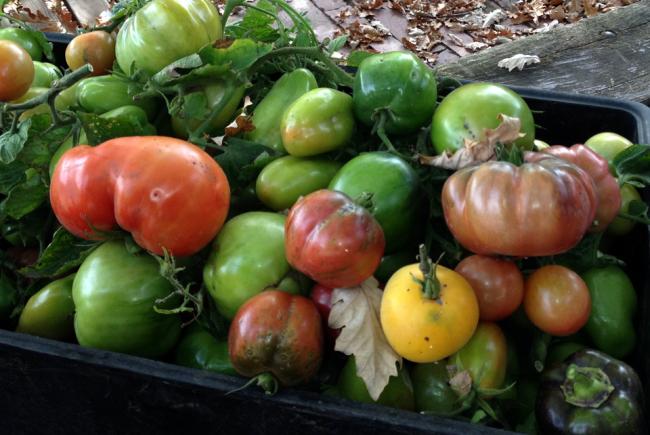Harvest