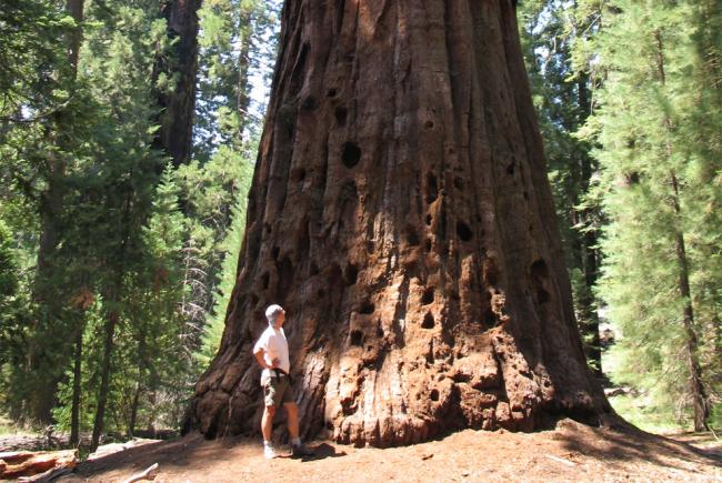 Sequoia