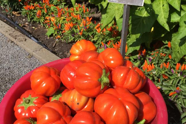 Scarlet eggplant ‘Du Burkina Faso’ 