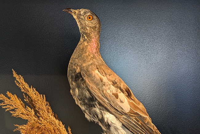 Tourte voyageuse naturalisée dans l’exposition Une nature tissée serrée