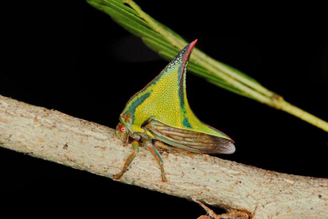 Umbonia sp.- This small treehopper is the same color as its environment.