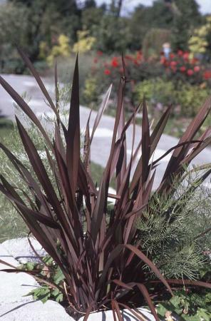 Le Phormium tenax