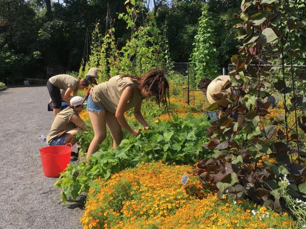 Récolte des haricots au Jardin nourricier