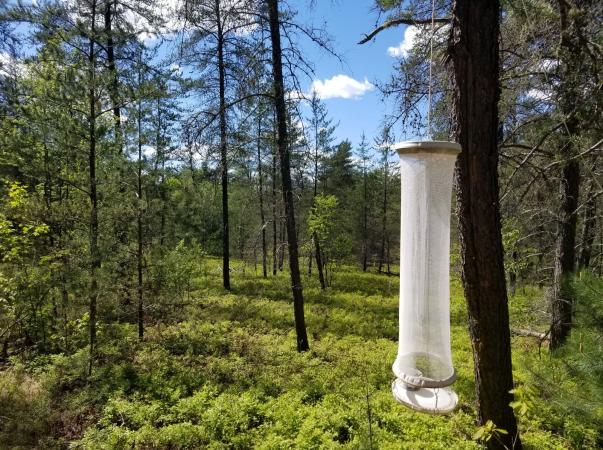 Installation de piège à papillons avec appât de fruits fermentés, Isle-aux-Allumettes (Québec, Canada), été 2019.