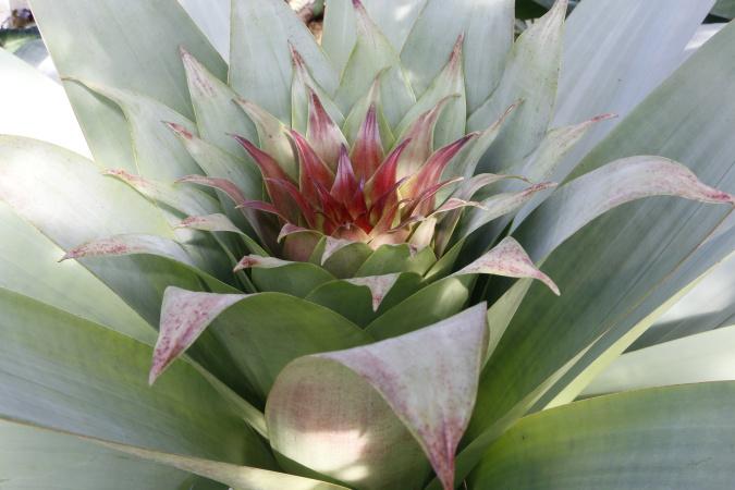 Alcantarea imperialis - étapes de la floraison - 2017-03-13