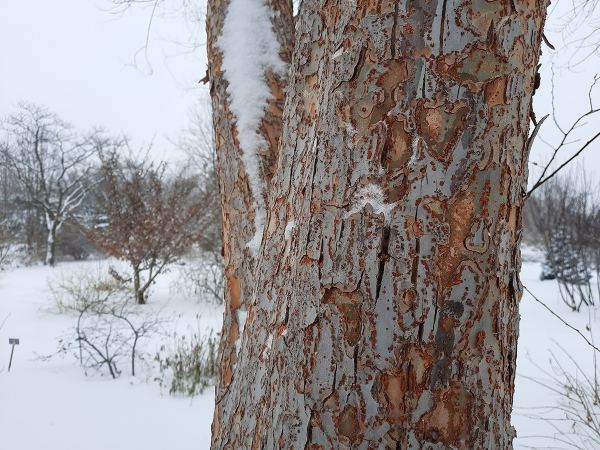 Les motifs colorés de l’écorce de l’orme de Chine (Ulmus parvifolia).