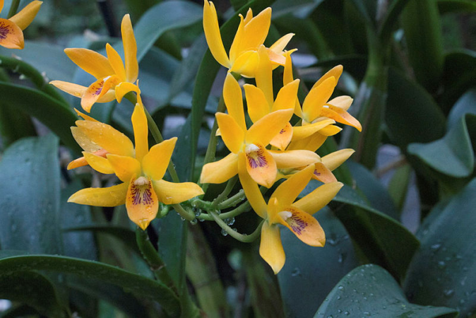 Guarianthe aurantiaca est une espèce d’orchidée pollinisée par les colibris