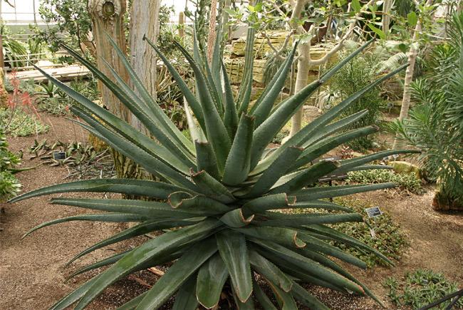 Aloes spp. © Jardin botanique de Montréal (Michel Tremblay)