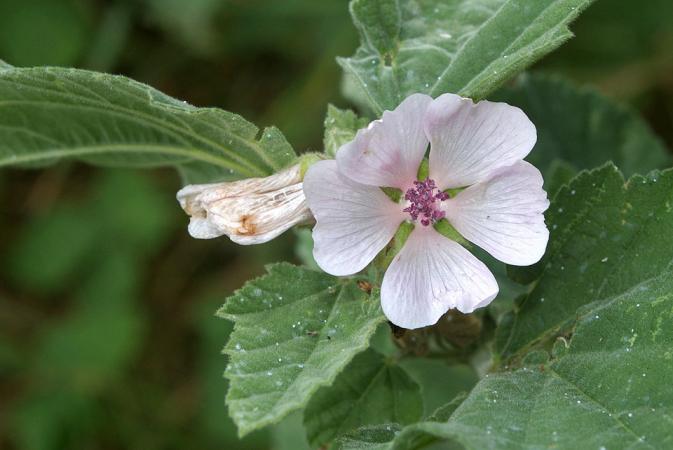 althaea-officinalis-cc-flickr-daniel-jolivet-960x642.jpg