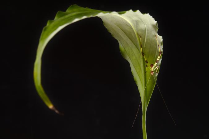 Ancylecha fenestrata