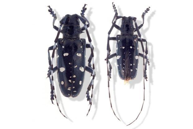 Visuel 2 - longicorne asiatique (Anoplophora glabripennis) - Mâle à droite, femelle à gauche