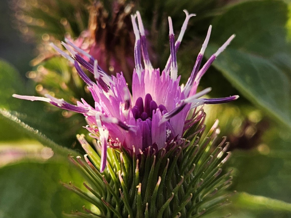 A spectacular burdock flower