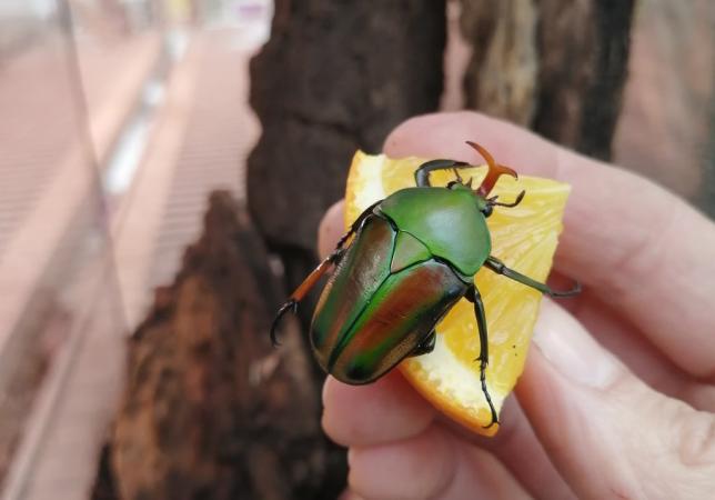Cétoine - Eudicella gralli