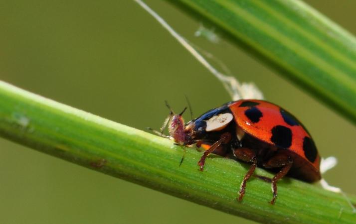 Ladybugs are important predators for the control of insect pest populations.